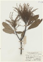 藏品(胞衣同木)的圖片